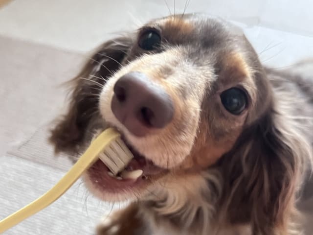 動物用歯ブラシ