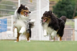 ドッグランで遊ぶ犬