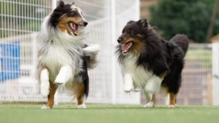 ドッグランで遊ぶ犬