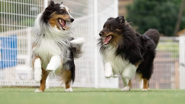 ドッグランで遊ぶ犬